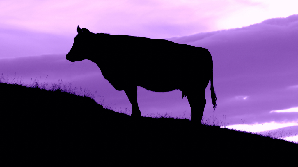 How to build a ‘best in class’ business with a Purple Cow? By Terry O'Mahony